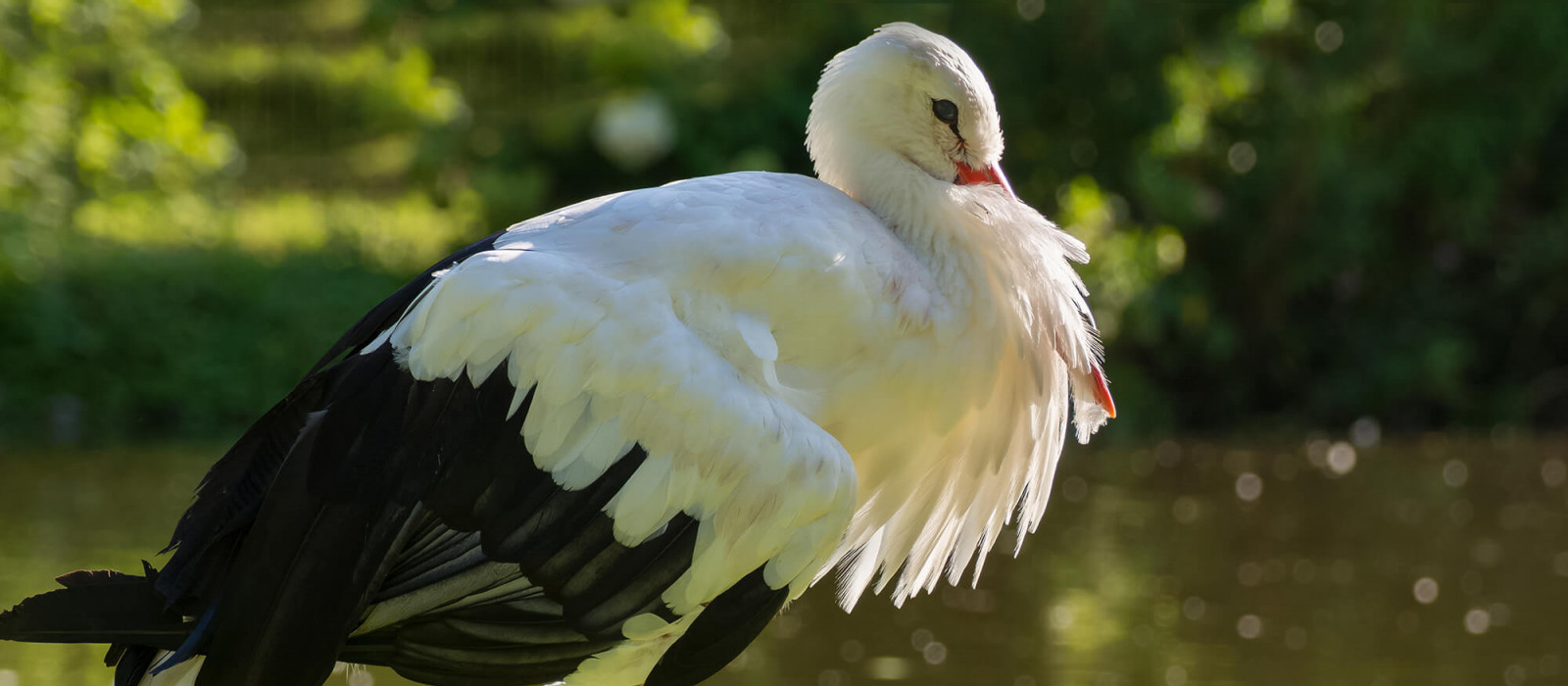 Histoire de la cigogne