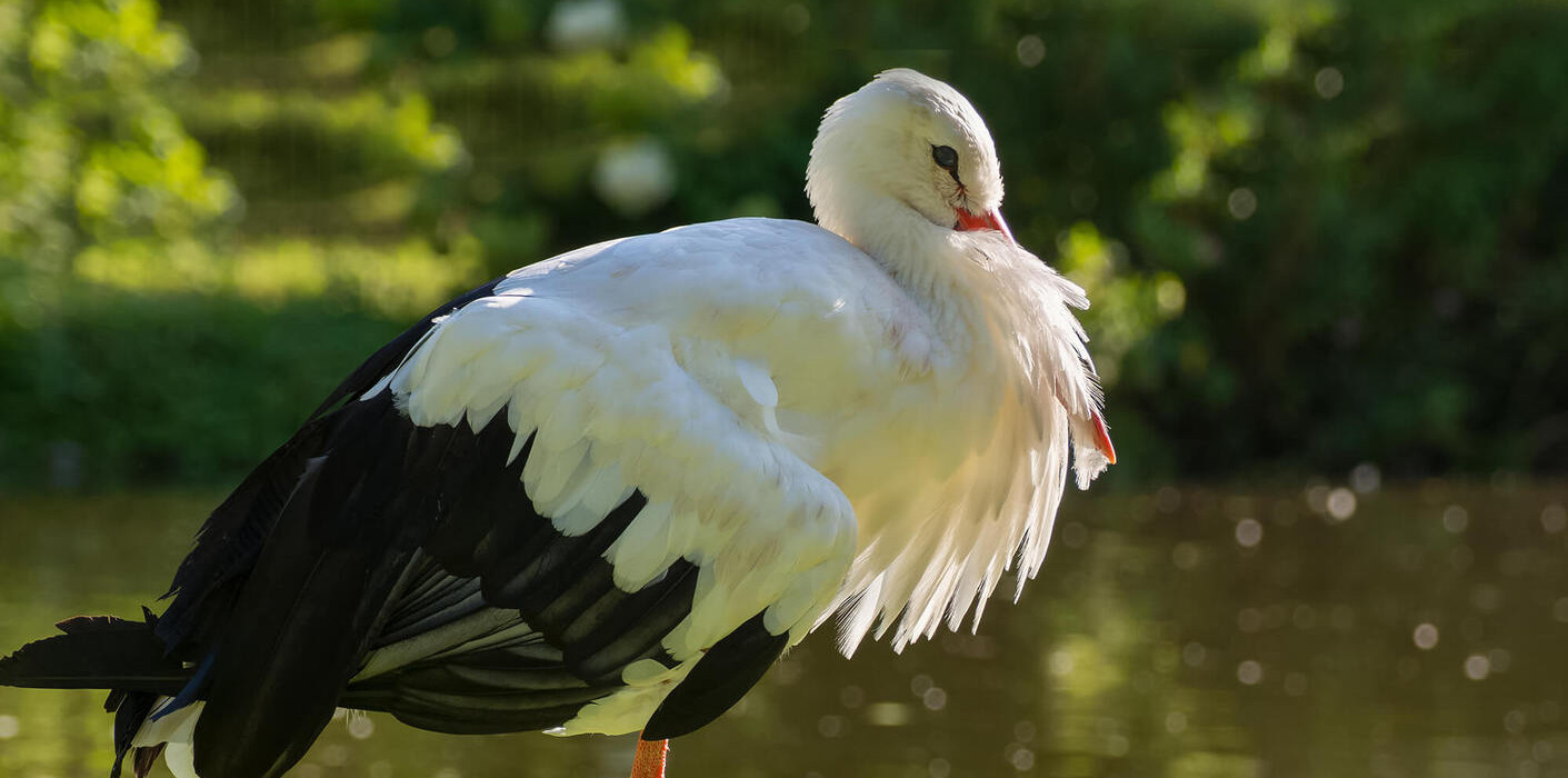 Histoire de la cigogne